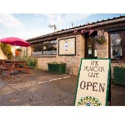 Peacock Cafe